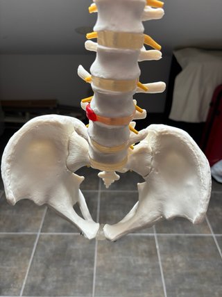 Columna Vertebral Modelo Anatómico