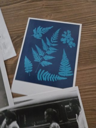 Lote Postales Fotografía Vintage