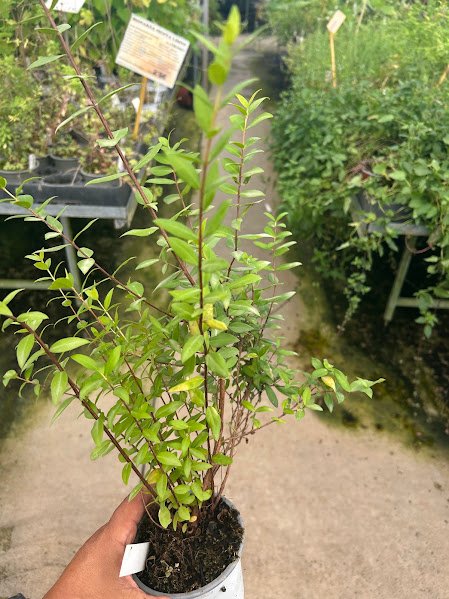 Planta de Mirto en maceta