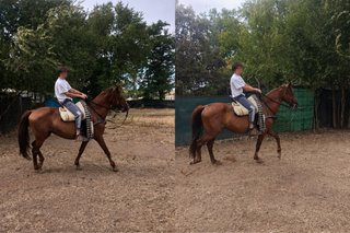 Clases de equitación / Aprende a montar a caballo