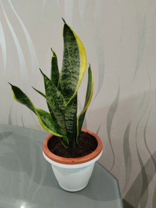 Planta Sansevieria con maceta