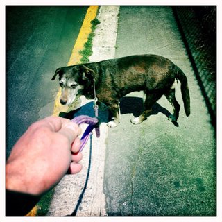 Ofrezco paseo de perros ideal para dueños ocupados