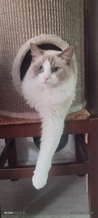 Árbol rascador para gatos cilíndrico, 60×35,