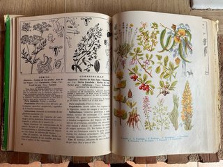 Plantas medicinales: Las enfermedades y su trat...