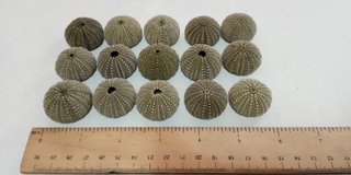 15 Conchas de Ouriço-do-mar Verdes Escuras