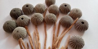 15 Conchas de Ouriço-do-mar Verdes Escuras