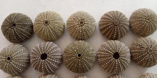 15 Conchas de Ouriço-do-mar Verdes Escuras
