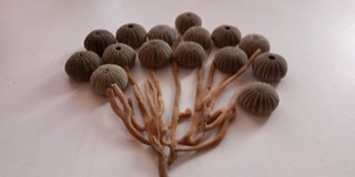 15 Conchas de Ouriço-do-mar Verdes Escuras