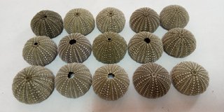 15 Conchas de Ouriço-do-mar Verdes Escuras