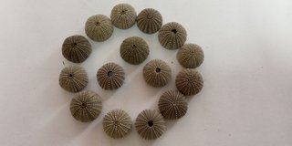 15 Conchas de Ouriço-do-mar Verdes Escuras