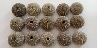 15 Conchas de Ouriço-do-mar Verdes Escuras