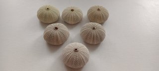 6 Conchas Ouriço-do-mar Claras