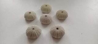 6 Conchas Ouriço-do-mar Claras