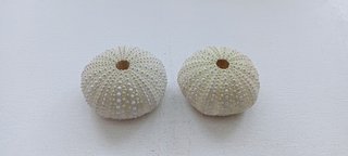 2 Conchas Ouriços-de-mar Verdes Claras