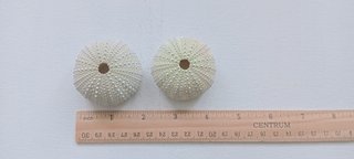 2 Conchas Ouriços-de-mar Verdes Claras