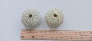 2 Conchas Ouriços-de-mar Verdes Claras