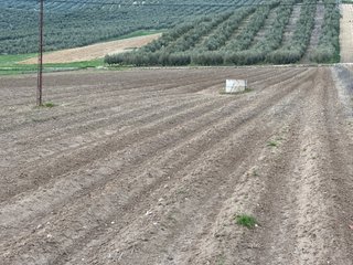 FINCA DE 1,12 HECTÁREAS EN LA MEJOR ZONA DE MONTEF