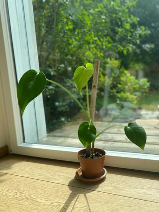Monstera Deliciosa baby