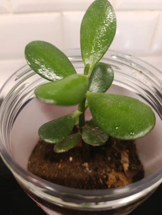 Muda Planta Dinheiro Jade