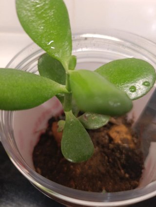 Muda Planta Dinheiro Jade