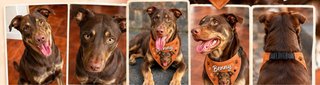Lenço para cão ou gato - Personalizado