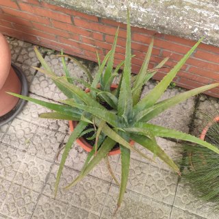 Planta Aloe Vera