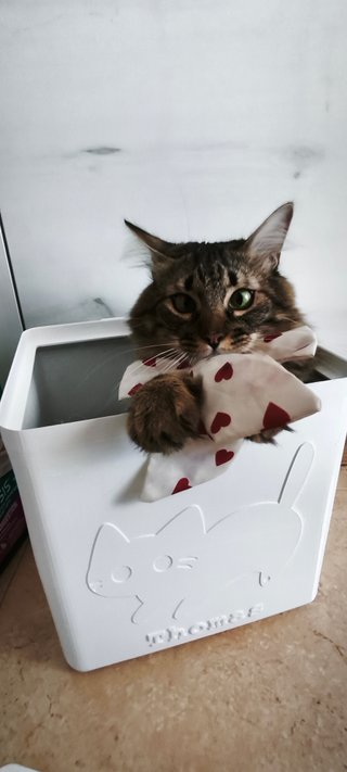 Kit para Gatos Personalizado Caja + Cepillo + Pala