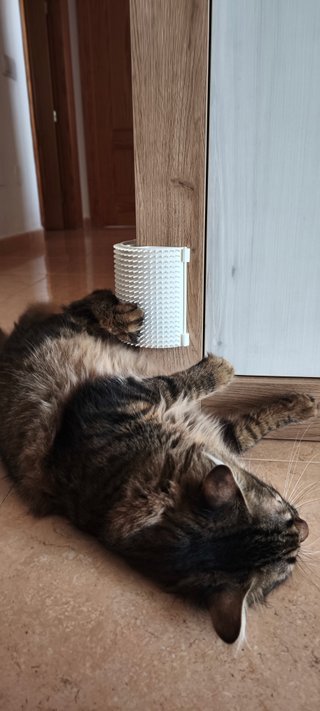 Kit para Gatos Personalizado Caja + Cepillo + Pala