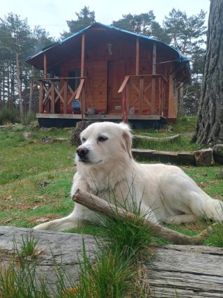 Cabaña nórdica de madera