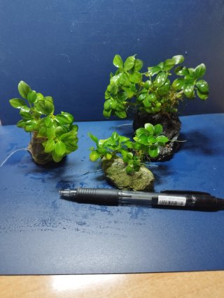 Anubia Bonsai Nana