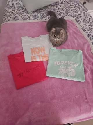 Lote 3 Camisetas Mujer Talla Única y L