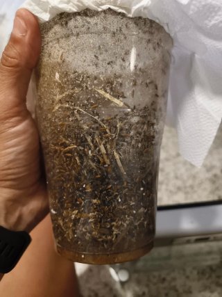 Cultivo Mosca de la Fruta