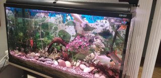 Acuario Grande Negro y Transparente