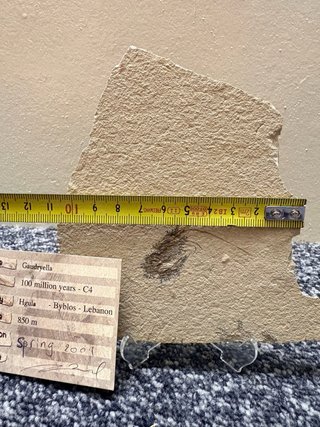 Fosil Gaudryella 100 millones años