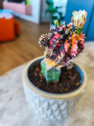 Cactus colorato con fiore rarissimo