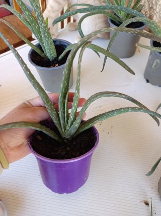 Planta de Aloe Vera