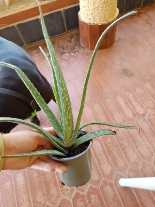 Planta de Aloe Vera