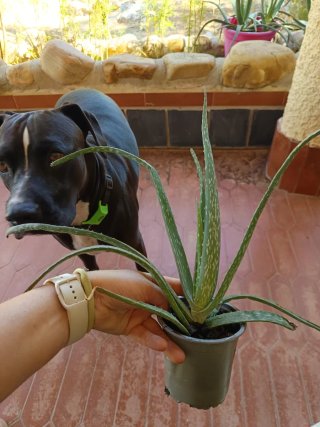 Planta de Aloe Vera