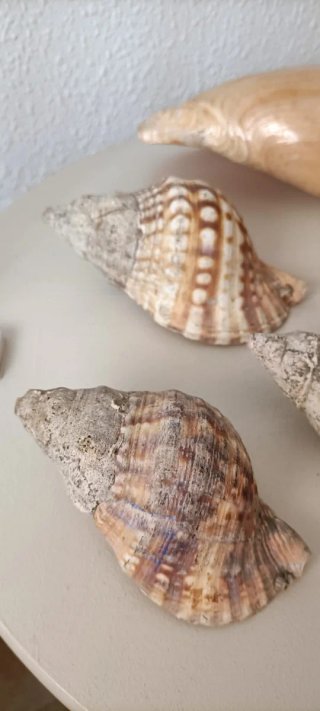 6 Conchiglie Marine Naturali
