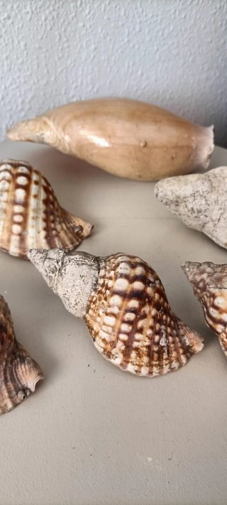 6 Conchiglie Marine Naturali