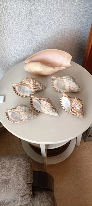 6 Conchiglie Marine Naturali