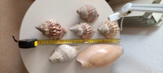 6 Conchiglie Marine Naturali