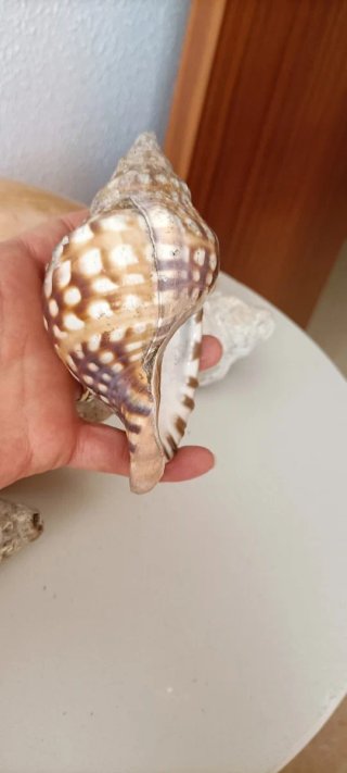 6 Conchiglie Marine Naturali