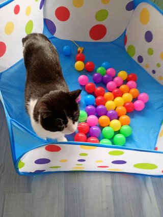 Parque de bolas infantil con pelotas
