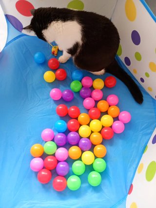 Parque de bolas infantil con pelotas