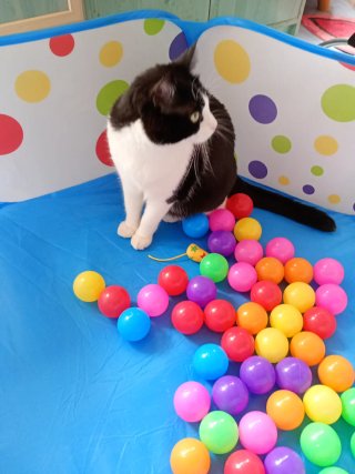 Parque de bolas infantil con pelotas