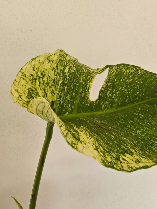 Monstera White Monster XXL