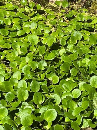 Planta acuática flotante