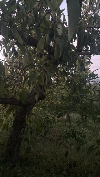 DESBROCE DE FINCAS - NERJA Y ALREDEDORES