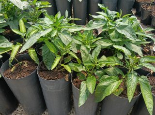 Pepino Melón (Solanum muricatum) planta